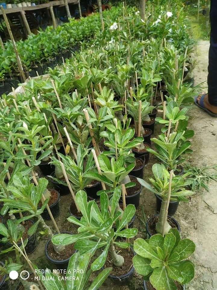 Adenium Rose: Buy Grafted Plants Online at New Ness Plant.