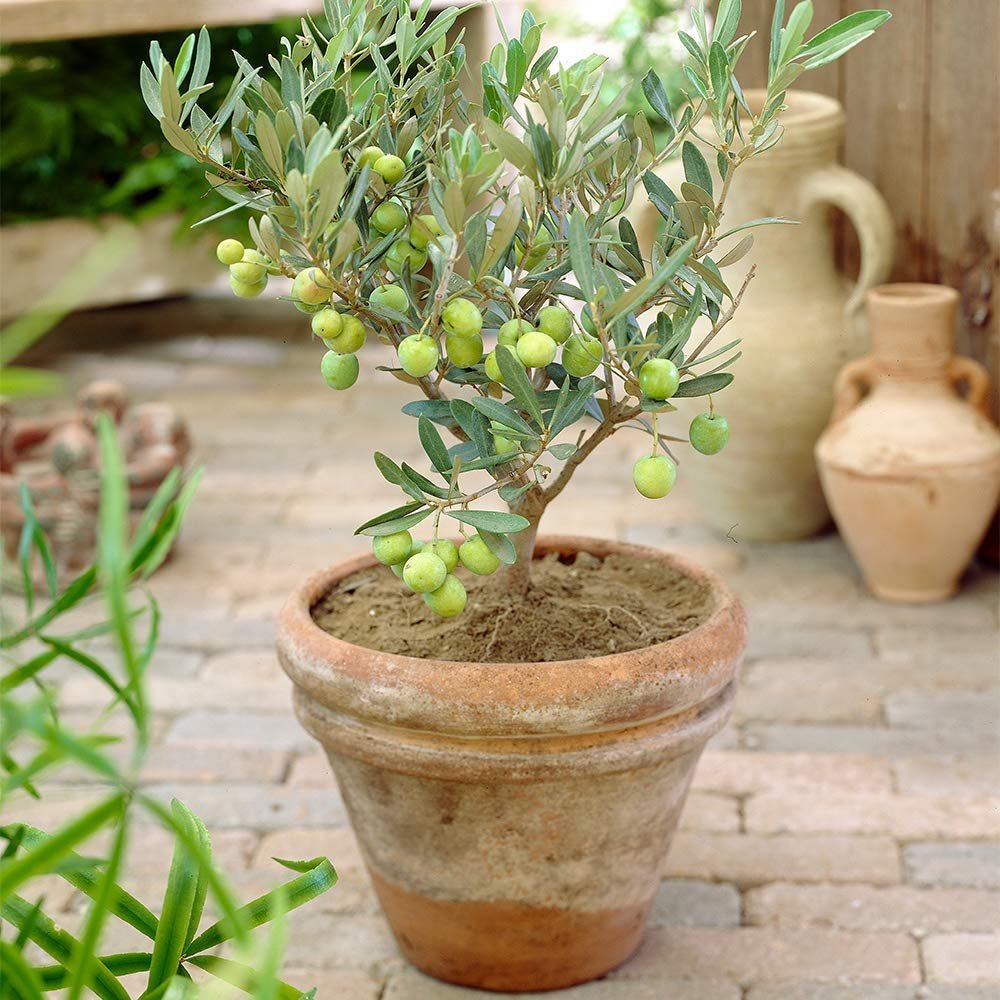 Olive Fruit Plant - Exotic Fruit Plant — PlantsMarket