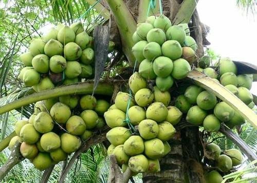 Buy Kerala Coconut Fruit Plants Online.